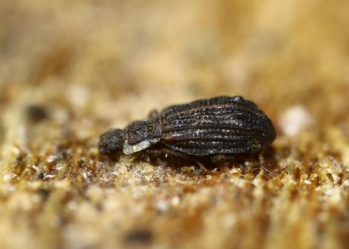 Cartodere nodifer
